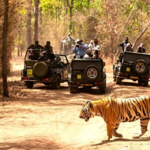 tiger-safari-in-india