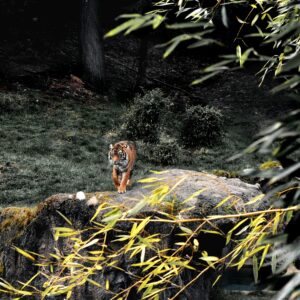 2 Days 1 Night Jim Corbett Tiger Safari Tour from Delhi by Car