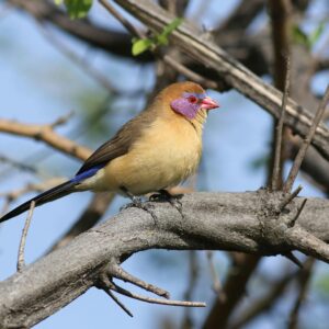 From Delhi: 2 Days 1 Night Jim Corbett Tiger Safari Tour By Car