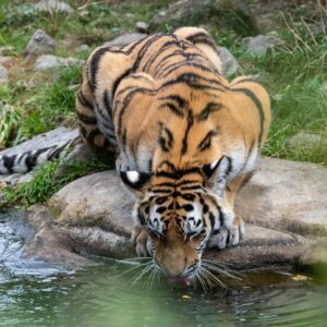 One Day Trip to Sariska Tiger Reserve from Delhi By Car