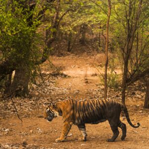 3 Days 2 Nights Ranthambore Tiger Safari Tour By Car