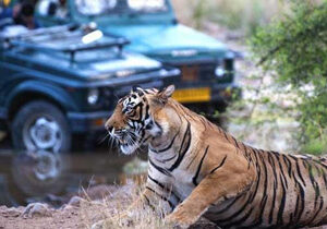 Travelcix- Travel Agency in India