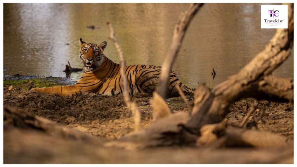 Wildlife-and-Tiger-Safari-in-India