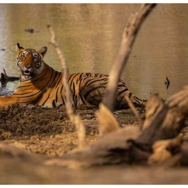Wildlife-and-Tiger-Safari-in-India